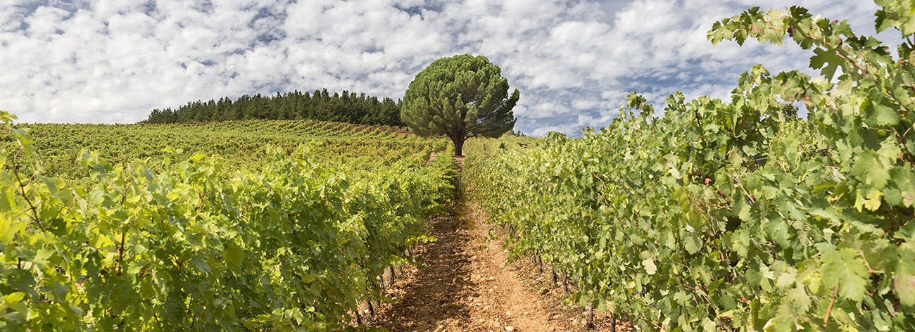 Bodega Casar de Burbia