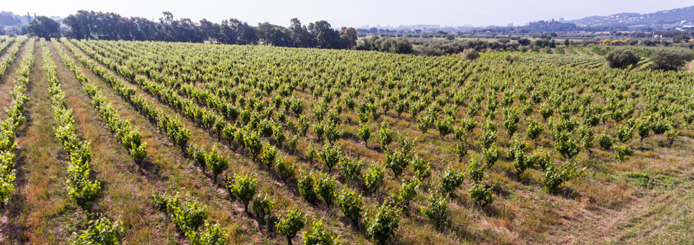 Celler Viníric