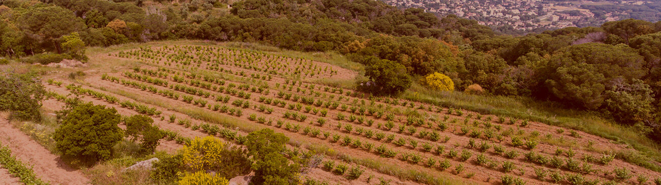 Celler Viníric
