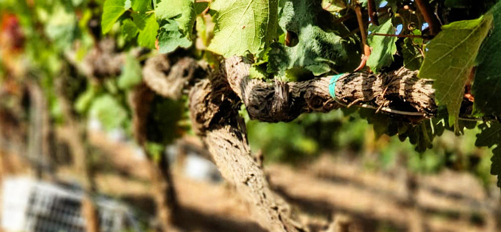 Bodega Pago de Cirsus