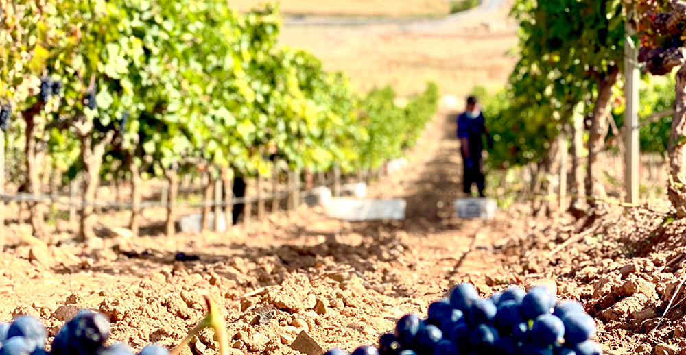 Bodega Pago de Cirsus