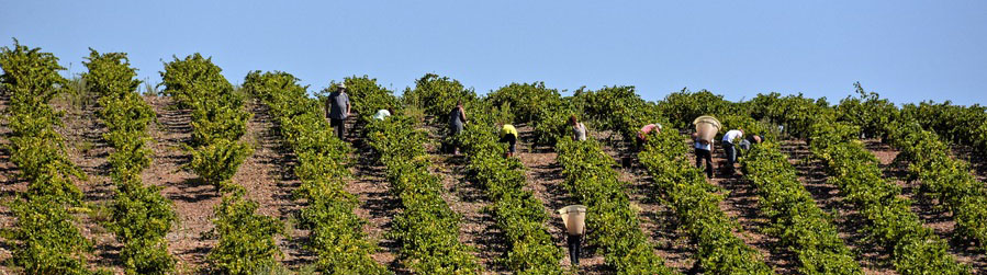 Vignobles Dom Brial